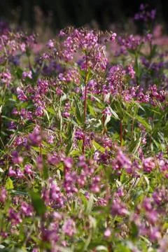 Drüsiges oder Indisches Springkraut Stock Photos