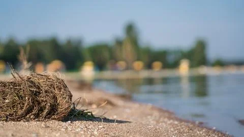 Dry algae on the sandy beach of the lake Stock Photos