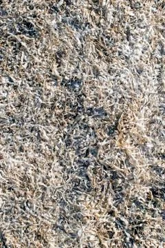 Dry algae, texture Stock Photos