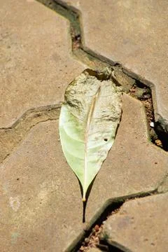 Dry Almond Leaf on the Ground Stock Photos