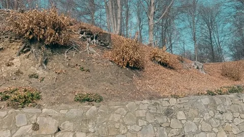 Dry Alpine Mountain Soil – Moving Shot Video stock 233727394