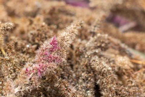 Dry Amaranth paniculate flowers. Fotos de archivo