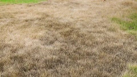 Dry and Dead Grass Patch in Home Green Lawn Stock Footage 318051395