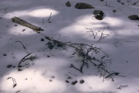 A dry and dead tree fallen on the snow Stock Photos