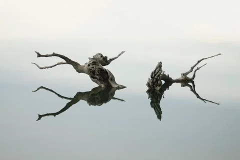 Dry and dead trunk of a tree half submerged is reflected in the water of the Stock Photos