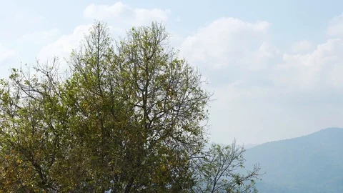 Dry and fallen tree leave with mountain Stock Footage 121132524