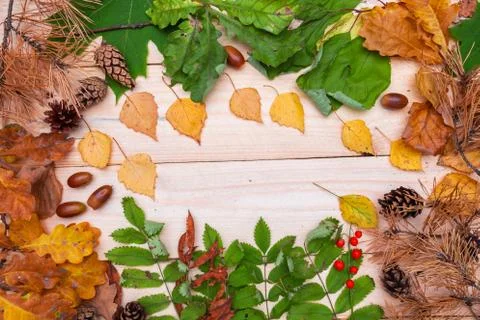 Dry and fresh leaf frame on wooden background. Autumn seasonal. Stock Photos