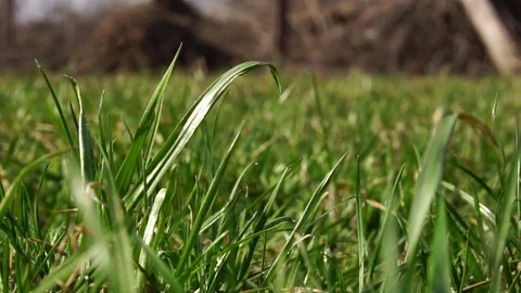 Dry and green grass of a not cut lawn close-up. Slow motion Stock Footage