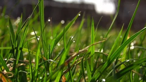 Dry and green grass of a not cut lawn close-up. Slow motion Stock-Footage 74363732