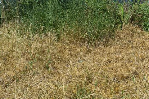 Dry and Green Grass Transition in Summer Field Stock Photos