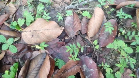 Dry and green leaves combination on the ground.Abstract look of the leaves. Stock Footage 241103701