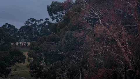 Dry and green tree top Stock Footage 94885310