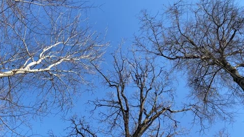 Dry and leafless trees against the blue sky. Stock Footage 265088932