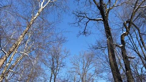 Dry and leafless trees against the blue sky and a road in a snowy winter forest Stock Footage 265089048