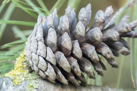 Dry and open pinecone in the tree Stock Photos