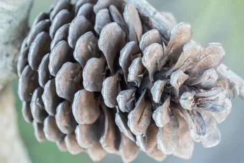 Dry and open pinecone in the tree Stock Photos