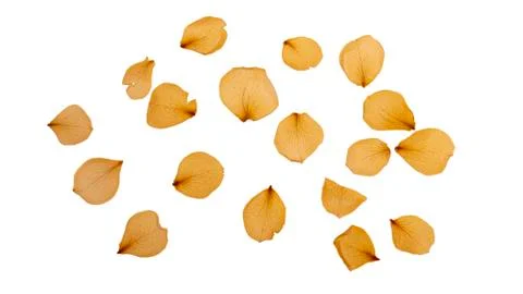 Dry and pressed petals of rose flowers. Herbarium. Dry plants. Petals set 库存照片