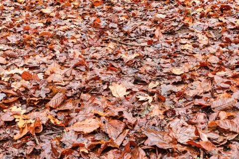 Dry and Wet Fallen Maple Leaves on a Ground 库存照片