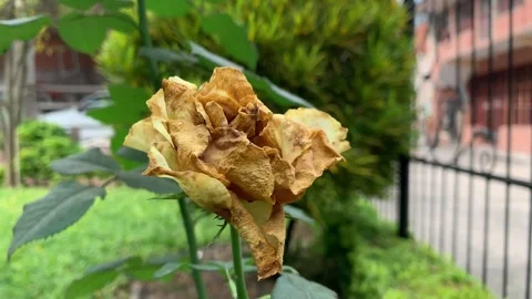 Dry and withered roses on the tree. Stock Footage 265200286