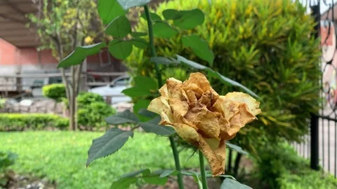 Dry and withered roses on the tree. Stock Footage 265200296