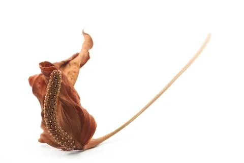 Dry anthurium Stock Photos