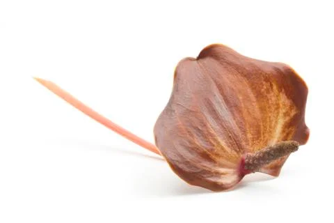 Dry anthurium Stock Photos