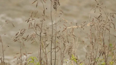 Dry Apera Grass Grows on the Stream Banks Loneliness Unhappiness Creek 動画素材 71632647