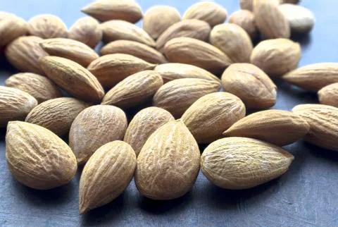 Dry apricot kernel Stock Photos