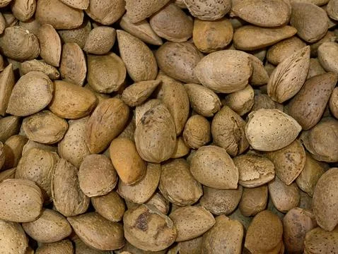 Dry apricot kernels stacked on rustic surface, closeup of apricot kernels and Stock Photos