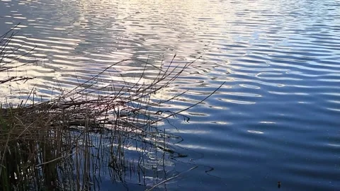 Dry Aquatic Plants in Deep Blue Rippling Lake Water Near Regensburg 스톡 동영상 328639914