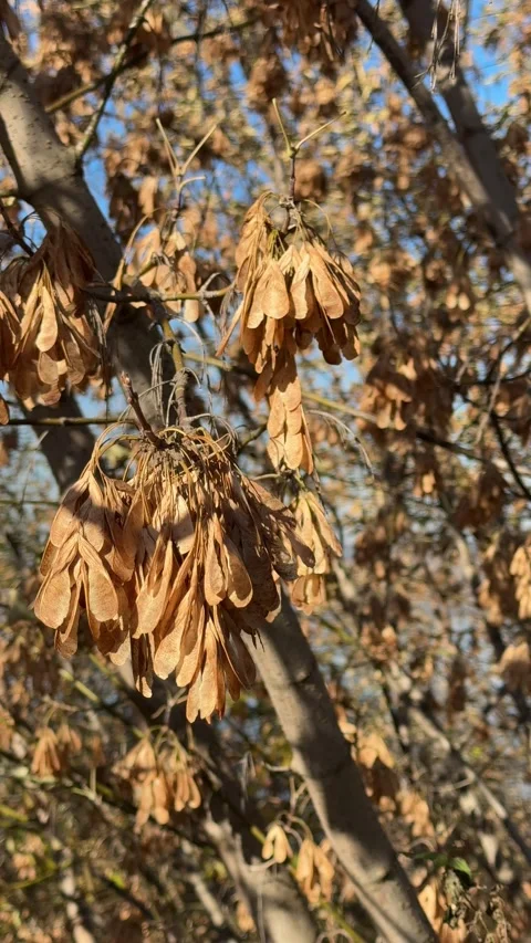 Dry ash or maple seeds hanging from tree branches, swaying gently in the bree Stock Footage 301858791