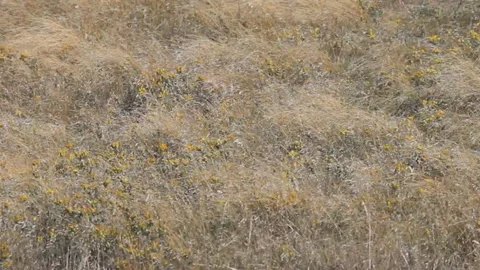 Dry August steppe on the Black sea. Stock Footage 107220488