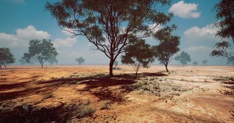 Dry Australian landscape with sparse trees under a blue sky 스톡 일러스트