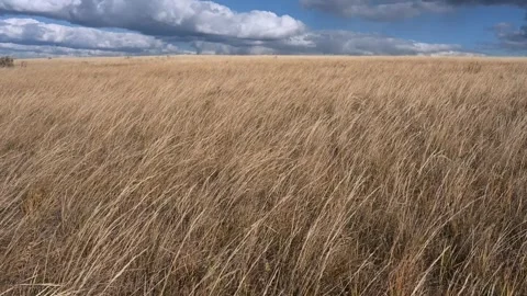 Dry autumn colored grass blowing in a strong wind with a cloudy sky in the Stock Footage 330363864
