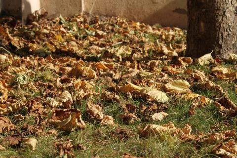 Dry autumn fall Hazelnut tree leaves 스톡 사진