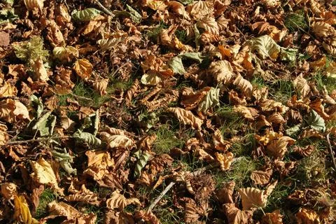 Dry autumn fall Hazelnut tree leaves 스톡 사진