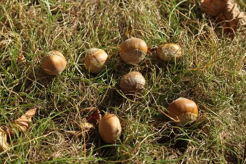 Dry autumn fall Hazelnut tree leaves Stock Photos