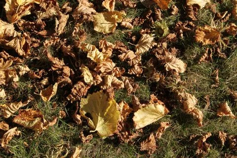 Dry autumn fall Hazelnut tree leaves Stock Photos