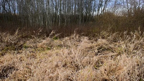 Dry autumn grass Video stock 119172293