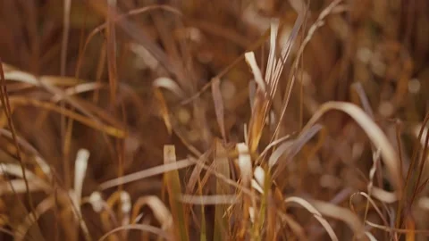 Dry autumn grass Stock Footage 194370649