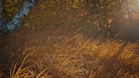 Dry autumn grass Stock Footage 195434668