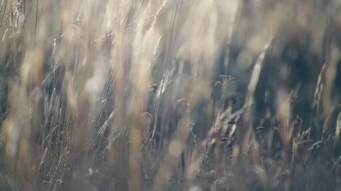 Dry autumn grass in a forest at sunset. Plants swaying in the light wind. Stock Footage 218169882