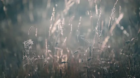 Dry autumn grass in a forest at sunset. Plants swaying in the light wind. Stock-Footage 218170735