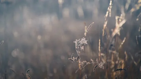 Dry autumn grass in a forest at sunset. Plants swaying in the light wind. Stock Footage 218170843