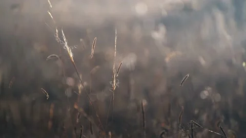 Dry autumn grass in a forest at sunset. Plants swaying in the light wind. Stock Footage 218171223