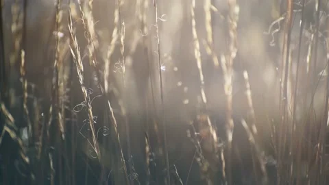 Dry autumn grass in a forest at sunset. Plants swaying in the light wind. Stock Footage 218171828