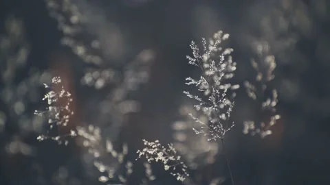 Dry autumn grass in a forest at sunset. Stock Footage 219216629