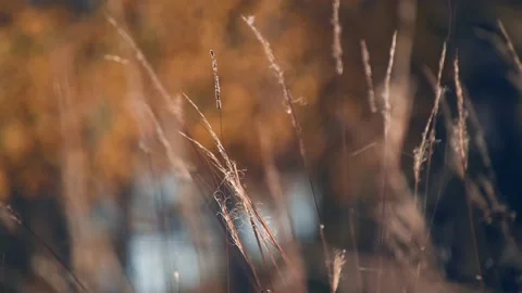 Dry autumn grass in a forest at sunset. Stock Footage 219216821