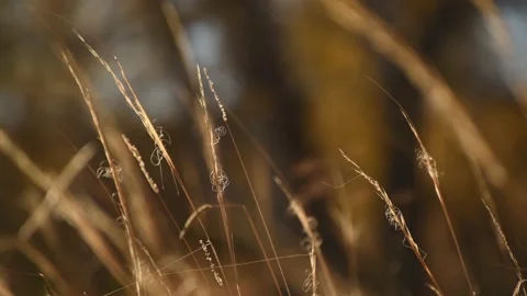 Dry autumn grass in a forest at sunset. Stock Footage 219216964