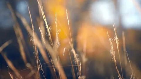 Dry autumn grass in a forest at sunset. Stock Footage 249690046
